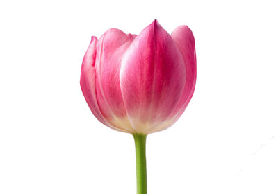 reference_tulip
