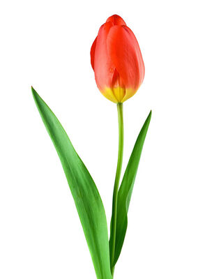 Keywords: tulip flower