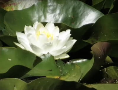 Keywords: water lily flower