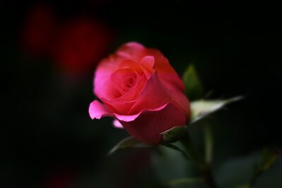 rose-402093_1920
