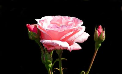 rose-4408194_1920
