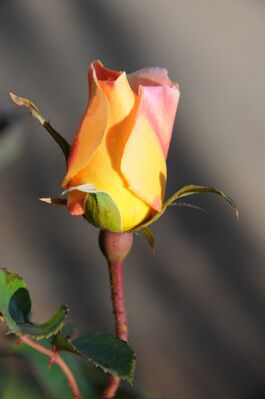 rose-4909187_1920
