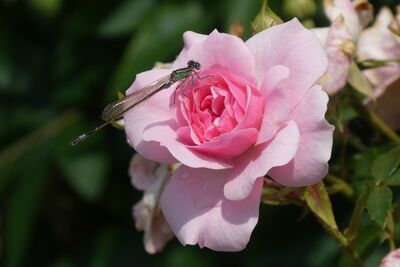 Keywords: dragonfly,rose