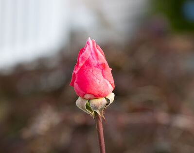 rose_bud1
