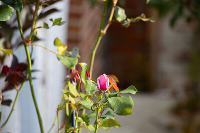 rose_leaves1
