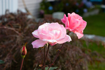 rose_leaves3
