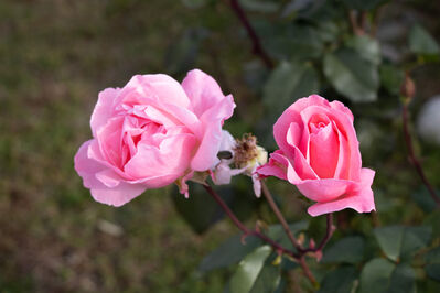 rose_leaves4
