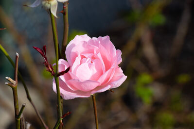 rose_leaves5
