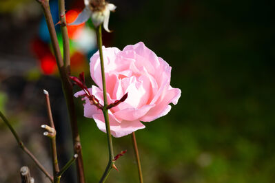 rose_leaves6
