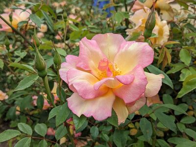 Keywords: yellow pink rose