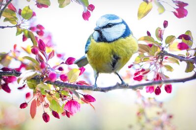 spring-bird-2295434_1920
Keywords: cherry blossoms,flowers,bird