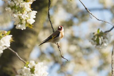 stieglitz-4366418_1920
Keywords: cherry blossoms,flowers,bird