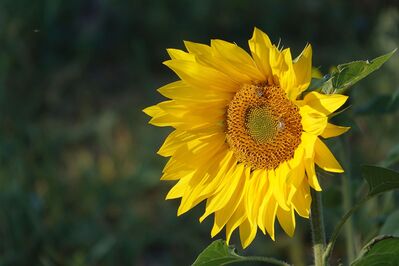 sunflower-in-october-3752613_1920
Keywords: sunflowers