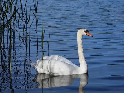 Keywords: spring,swan,bird,water