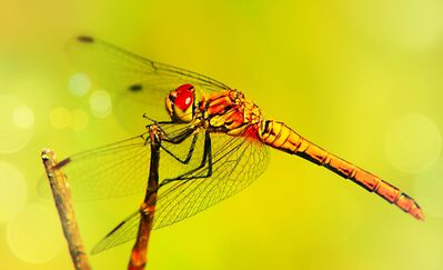 Keywords: dragonfly