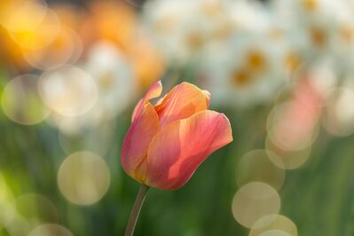 tulip-2189317_1920
