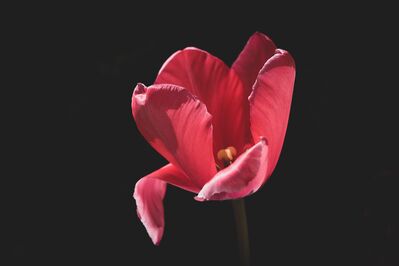 Keywords: spring,flower