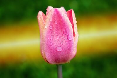 tulip-758543_1920
