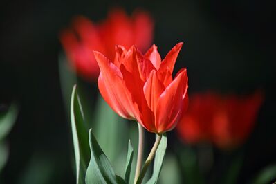 Keywords: spring,flower,tulips