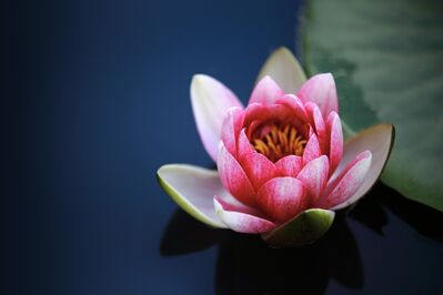 water-lily-1825477_1920
Keywords: waterlily,flower