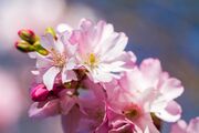 cherry-blossom-4956040_1920.jpg