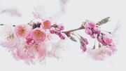 cherry-blossoms-4951852_1920.jpg