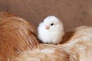 chick-929566_1920.jpg