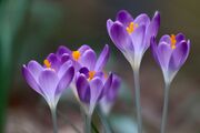 crocus-6043578_1920.jpg