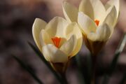 crocuses-4970200_1920.jpg