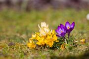 crocuses-7046247_1920.jpg