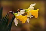 daffodil-4872717_1920.jpeg