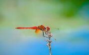 dragonfly-4788823_1920.jpg