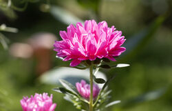 flower_pink5.jpg