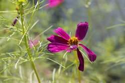 flower_purple4.jpg