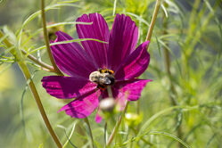 flower_purple6.jpg