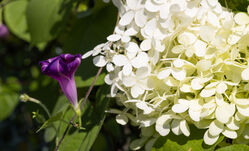 flower_purple_white2.jpg