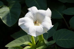 flower_white1.jpg