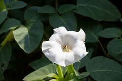 flower_white3.jpg