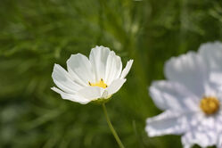 flower_white4.jpg