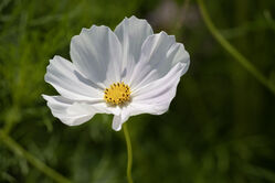 flower_white6.jpg