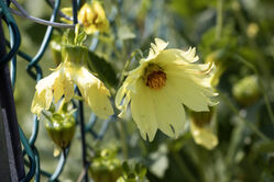 flower_yellow1.jpg