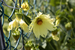 flower_yellow2.jpg