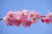 japanese-cherry-324187_1920.jpg