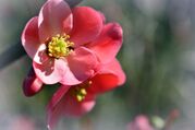 japanese-quince-4093483_1920.jpg