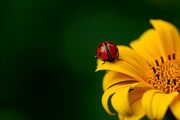 ladybug-3475779_1920.jpeg