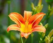 lily-5255012_1920.jpg