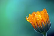 marigold-1568646_1920.jpeg