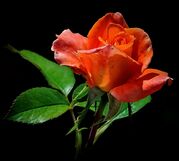 orange-rose-404364_1920~0.jpeg