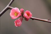 ornamental-quince-4098572_1920.jpg