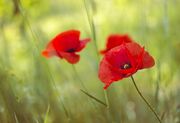 poppy-5247399_1920.jpg